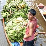 Busy banana man in an Amazonian village.