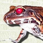 The Ruby-Eyed Frog lives deep in the Amazonian rain forest.